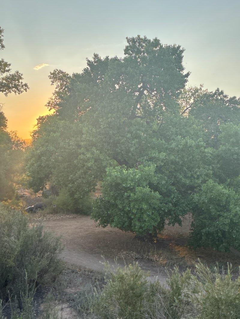 walking near me in Alameda/Rio Grande Open Space in summer