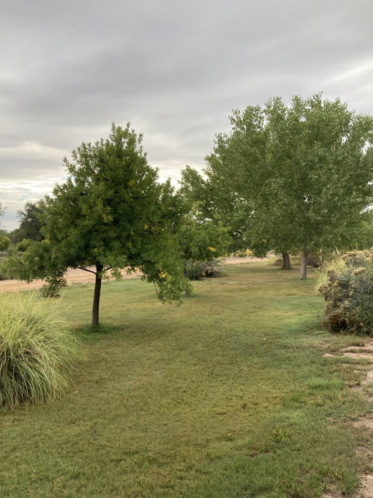 walking near me in Alameda/Rio Grande Open Space in autumn