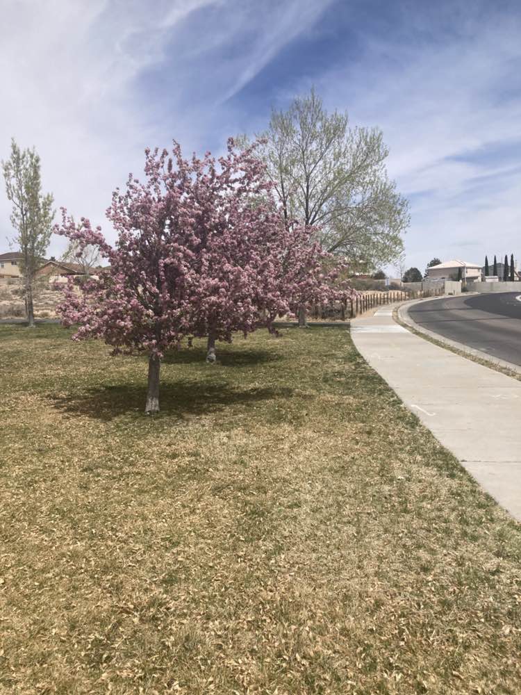 walking near me in Tres Placitas Park in spring