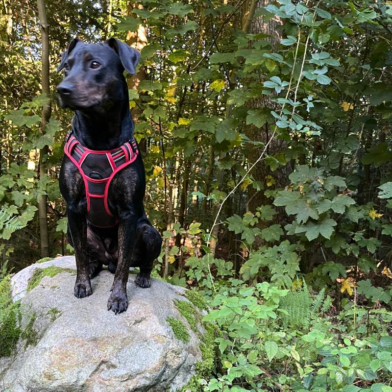 edgar +🐕‍🦺 Enzo profile