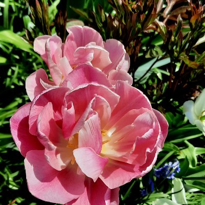 🌼🍀🌺Spaß am Laufen 🐕‍🦺🚶🏼‍♀ Kai..💚 💛 💚 post image