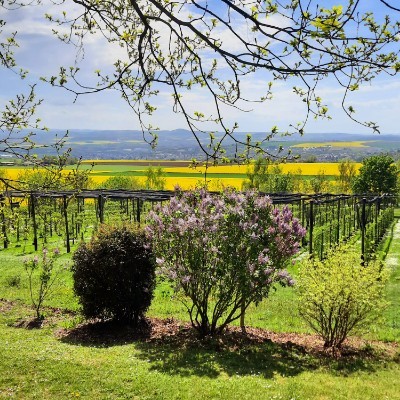 🌼🍀🌺Spaß am Laufen 🐕‍🦺🚶🏼‍♀ Kai..💚 💛 💚 post image