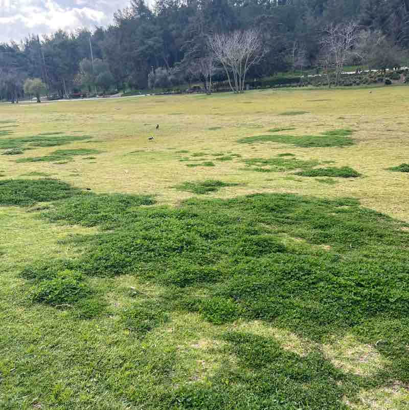 joe  🇮🇱 post 1