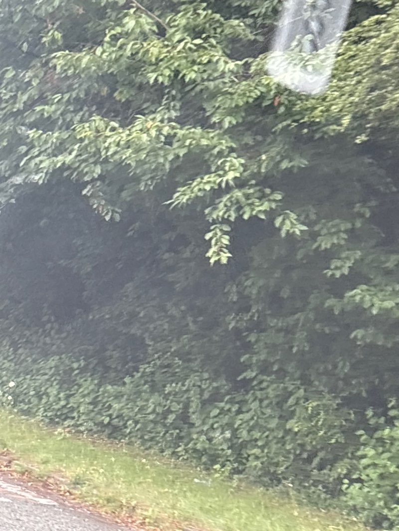 walking near me in Birchwood Forest Park in summer