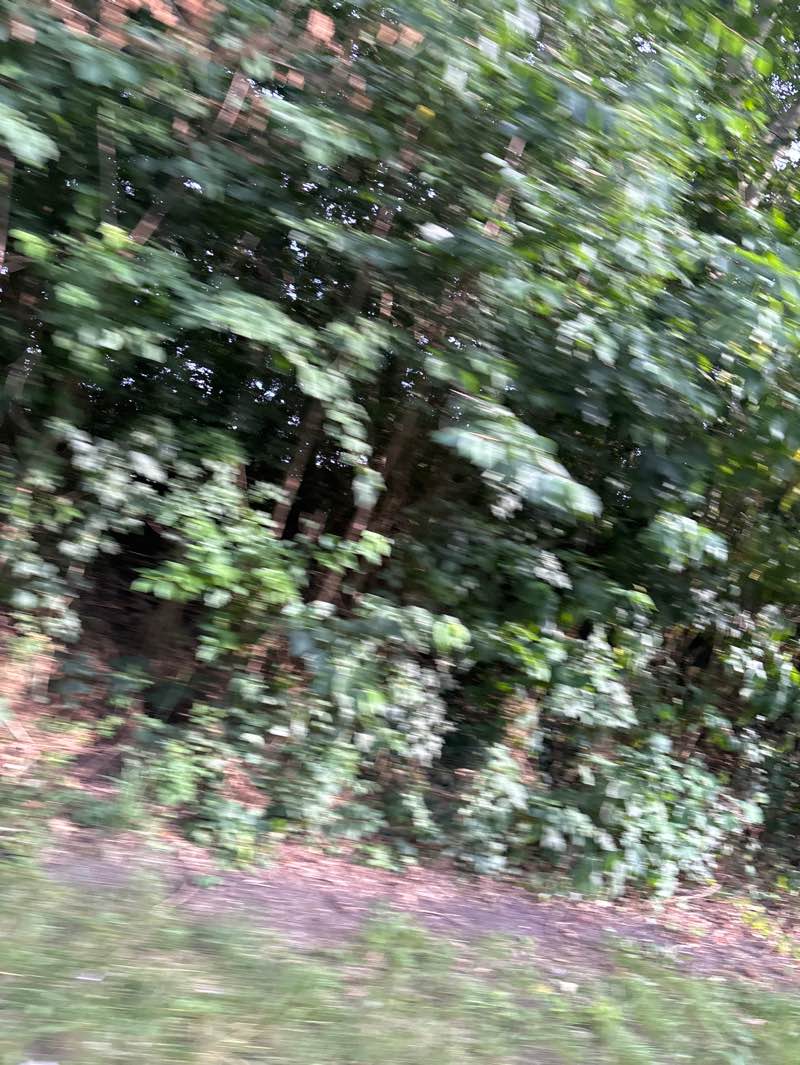 walking near me in Longbarn Park in summer