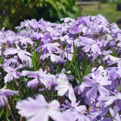 вперёд! Оксана RUS61 post image