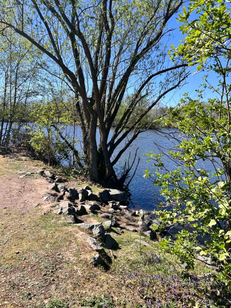 walking near me in Rebstockpark in spring