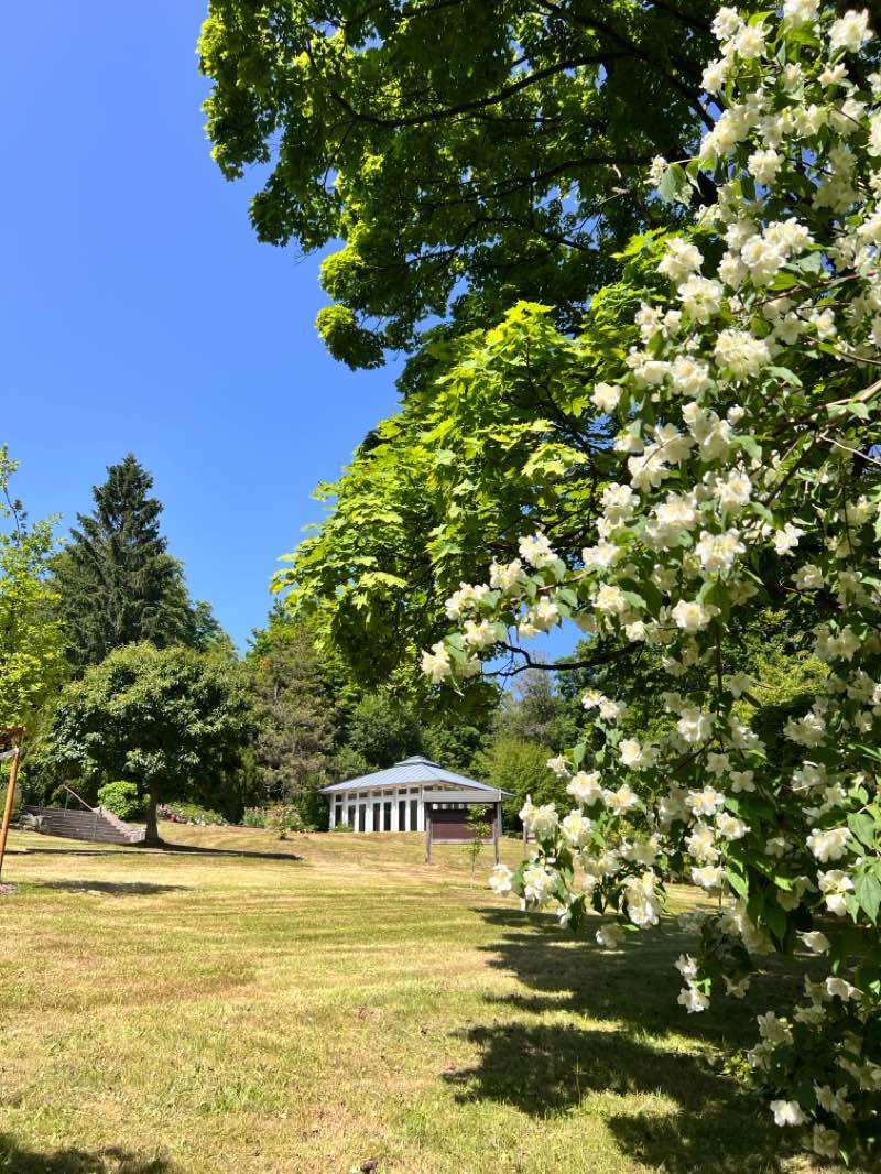 walking near me in Friedenspark in summer