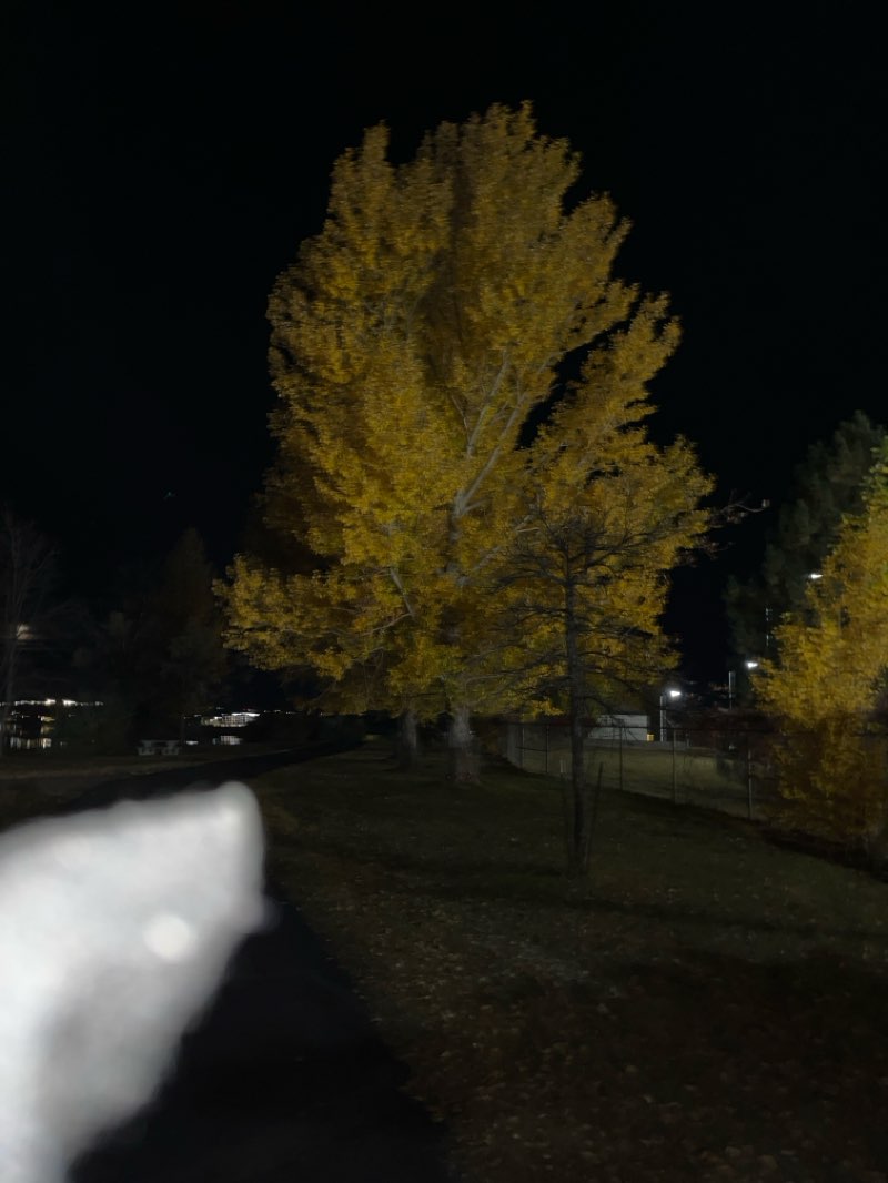 walking near me in Gibson Park in autumn