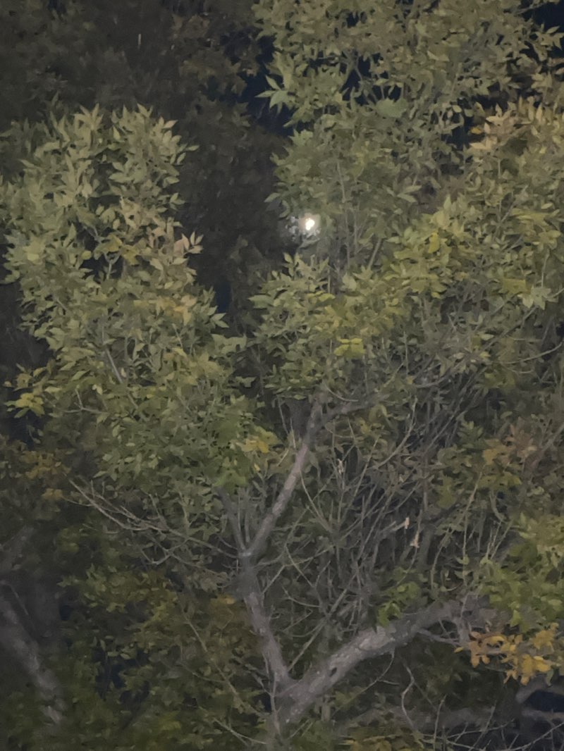 walking near me in West Bank Park in autumn
