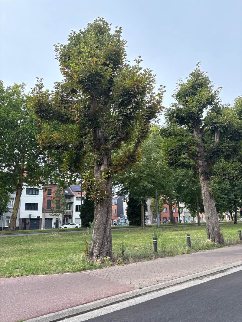 walking near me in Vogelenzangpark in autumn
