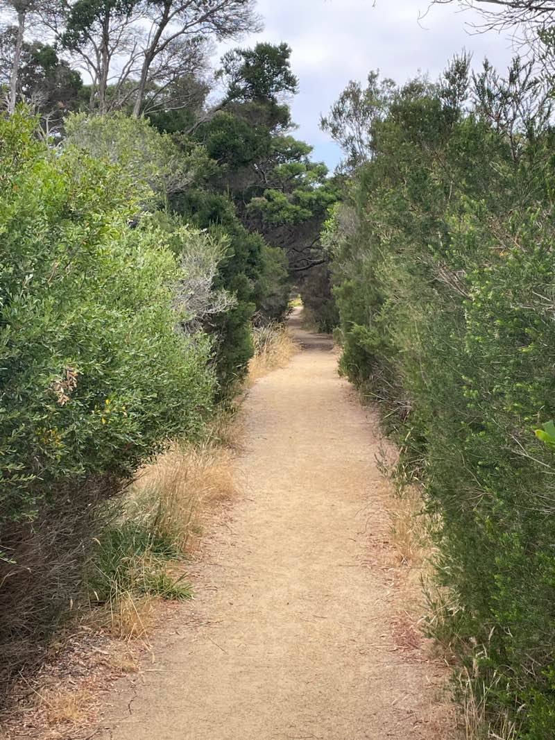 walking near me in Ventnor Bushland Reserve in summer