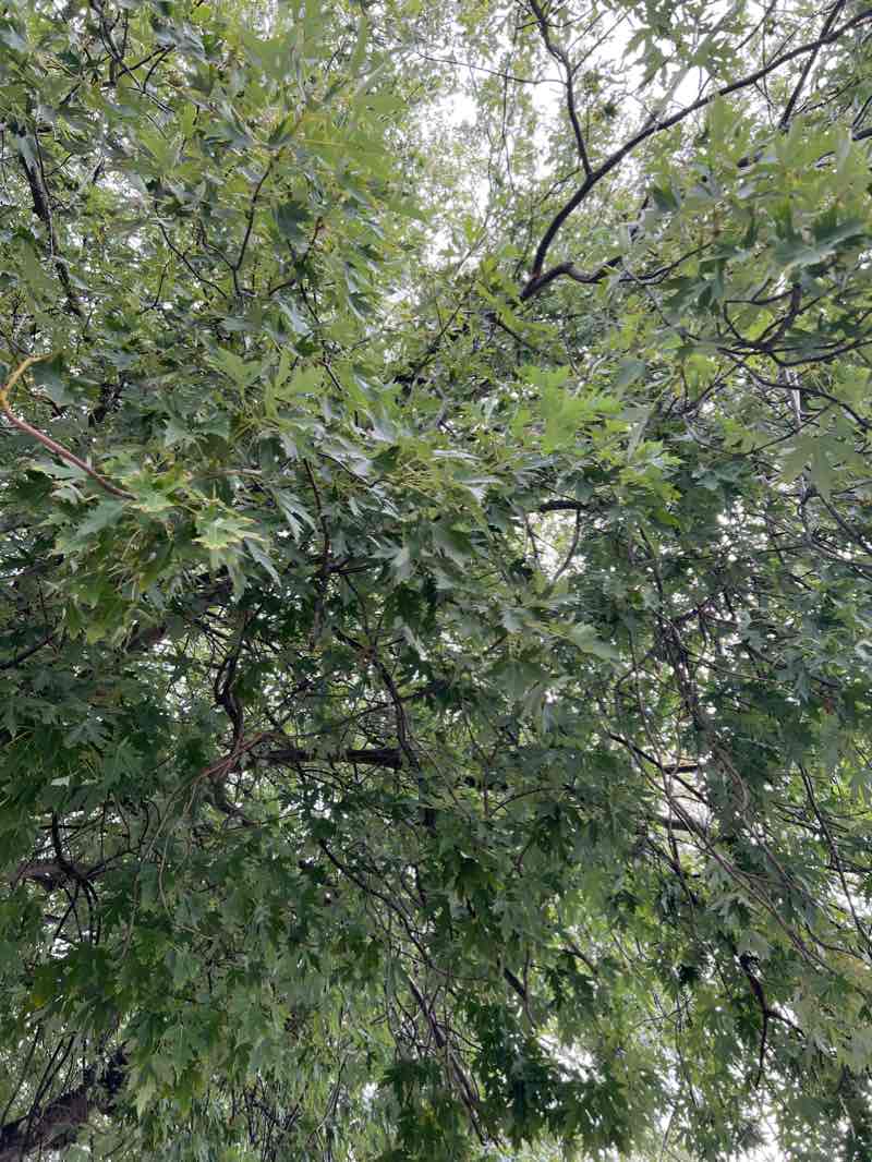 walking near me in King George's Field in winter