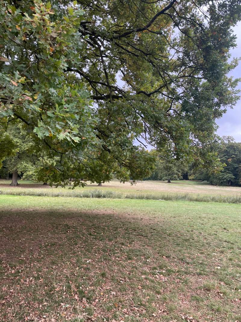 walking near me in Pelouse des Anglais - Gazon van de Engelsen in autumn