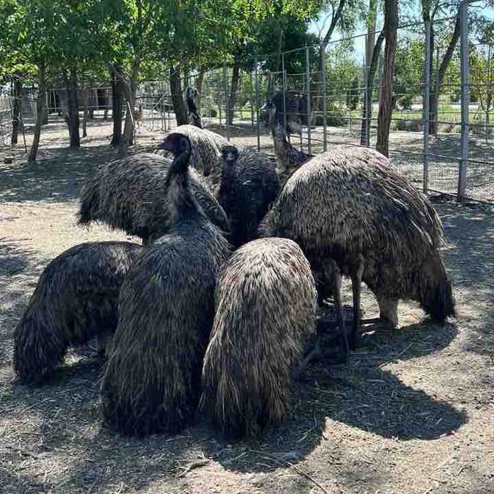 ⚜️ Анжелика ⚜️ post 2