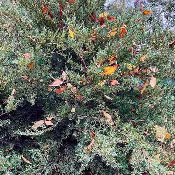 ⚜️ Анжелика ⚜️ post 1