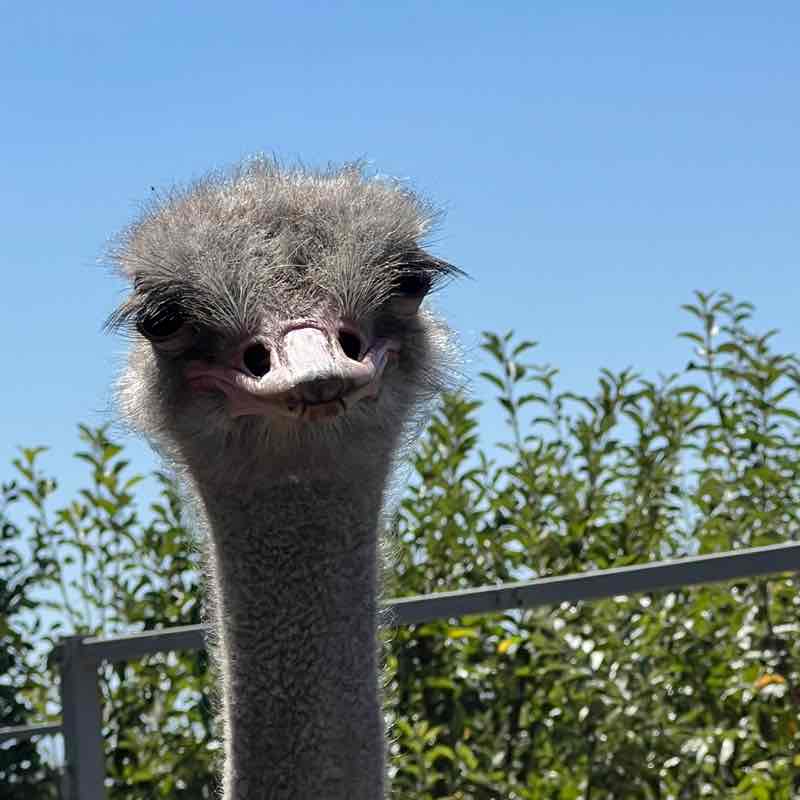 ⚜️ Анжелика ⚜️ post 3