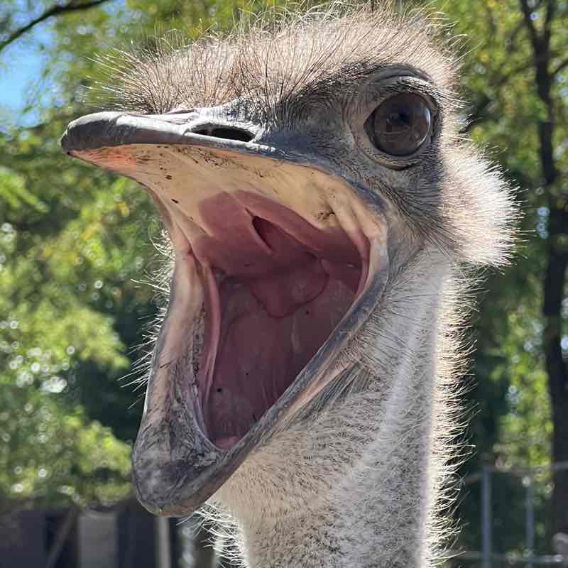 ⚜️ Анжелика ⚜️ post 1