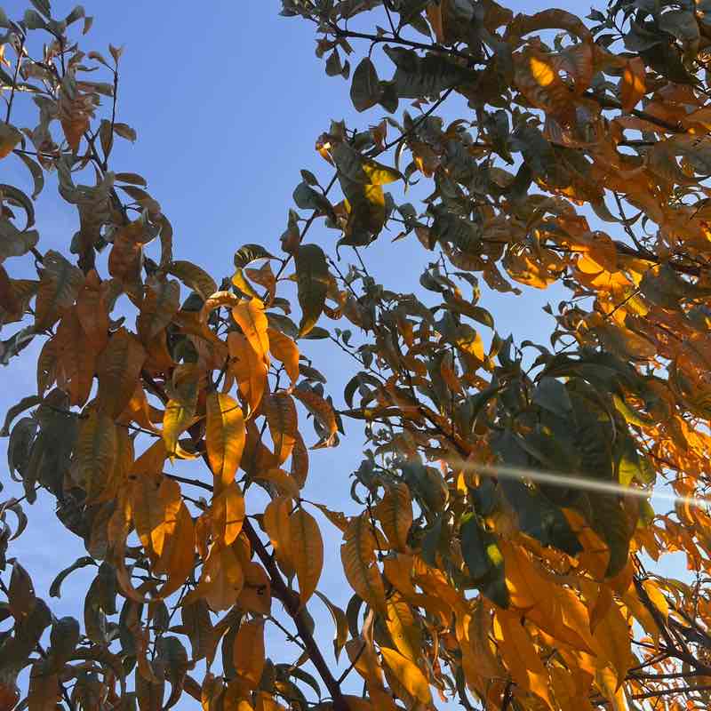 ⚜️ Анжелика ⚜️ post 3