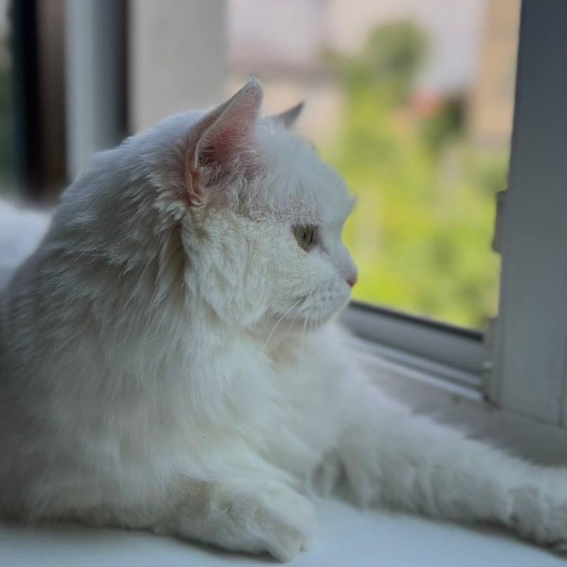 ⚜️ Анжелика ⚜️ post 2