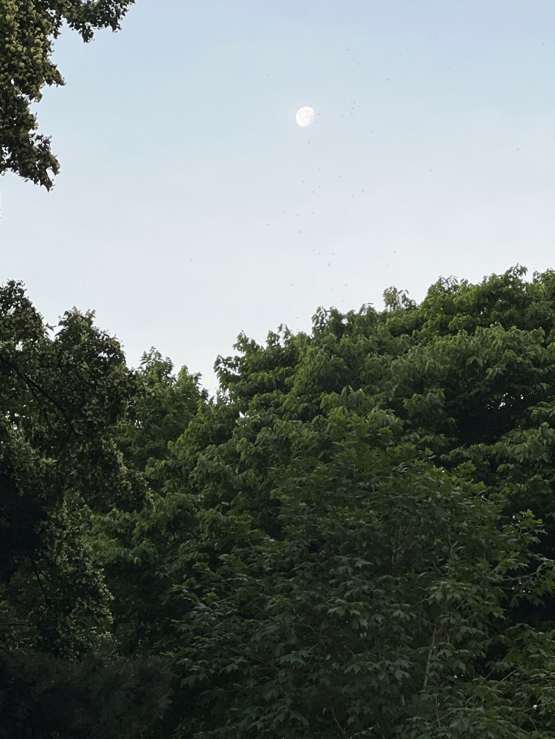 walking near me in York Street Park construction in winter