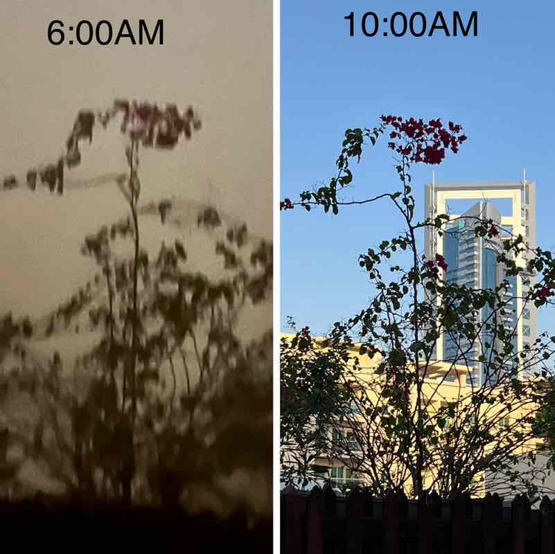 Delhi Walkers BillaVj🐈🇮🇳 post image