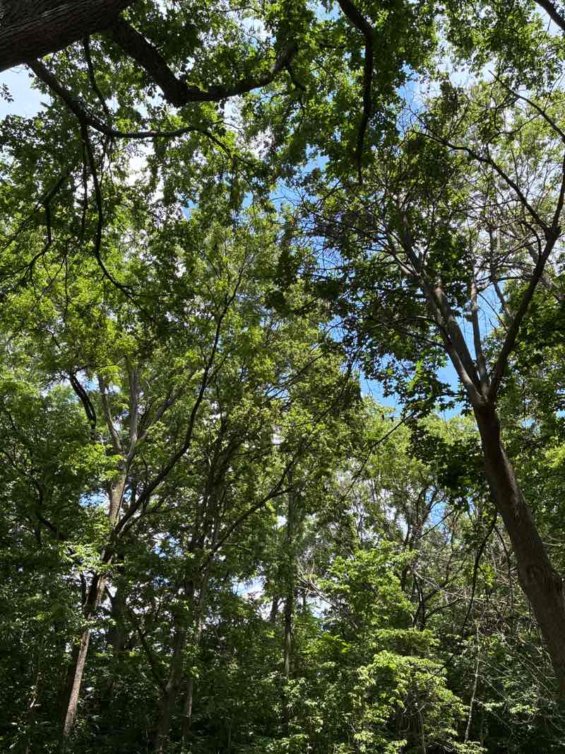 walking near me in Stonegate Park in summer