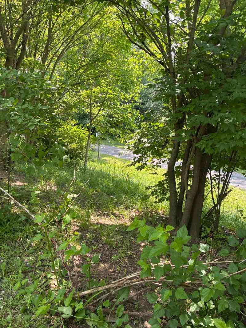 walking near me in Violet Patch Park in summer