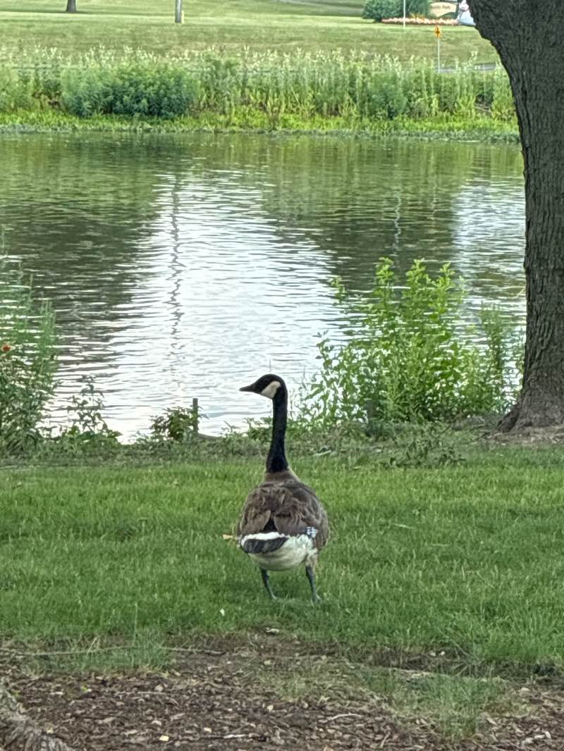 walking near me in Montgomery Park in summer
