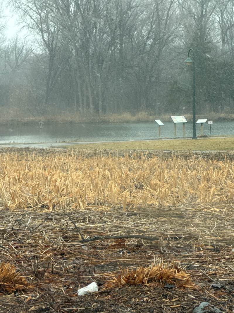 walking near me in Lakeview Community Park in spring