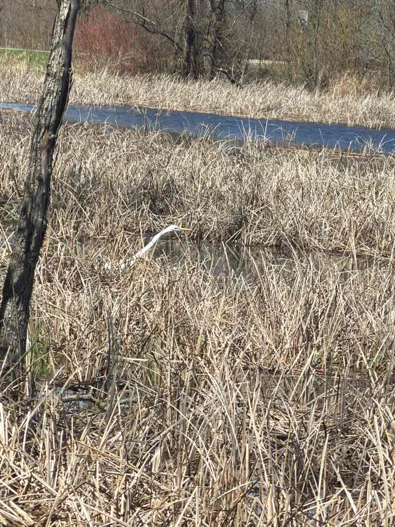 walking near me in Horicon Marsh National Wildlife Refuge in spring