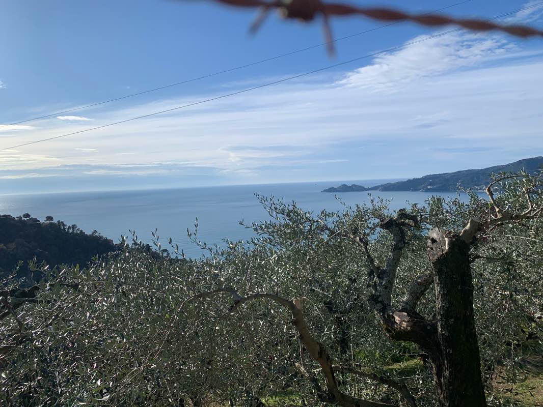 walking near me in Parco Luigi Casale in winter