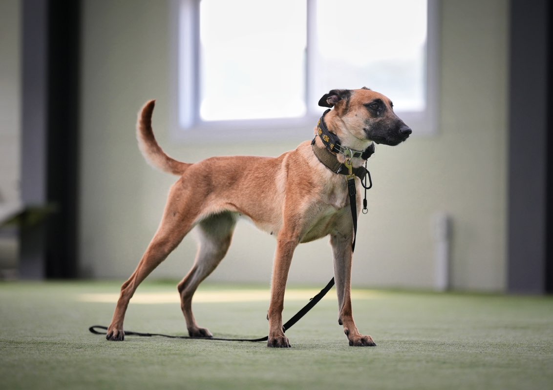 Brandon.Shim-KR.Sales