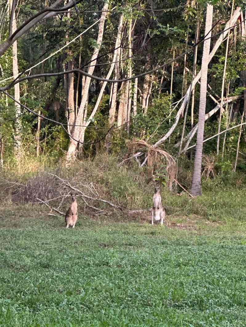 walking near me in O'Regan Creek Conservation Park in spring