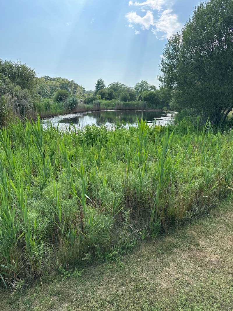 walking near me in Senator S. Wentworth Horton Park in autumn