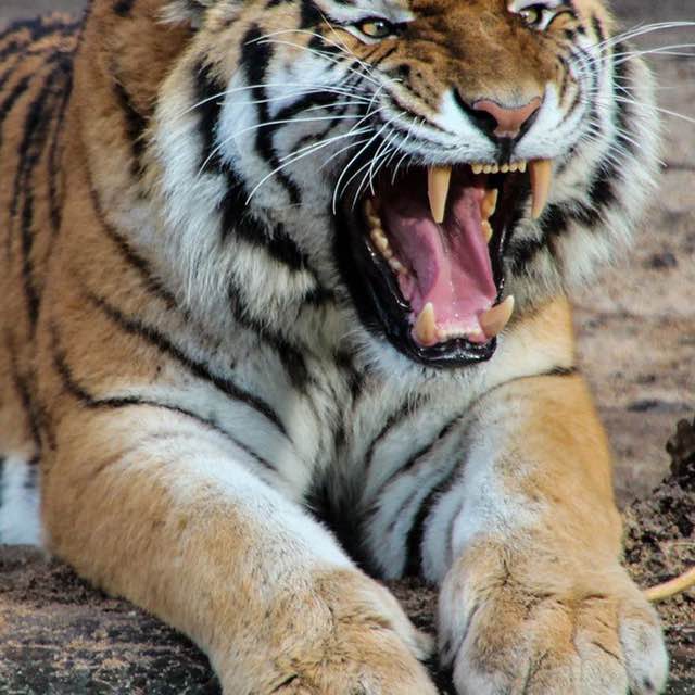 Anatoly 🇷🇺🐯 post 1