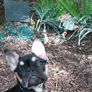 jimmy fae glesga profile