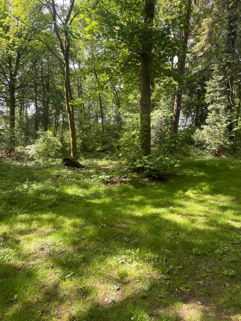 walking near me in Balloch Castle Country Park in summer