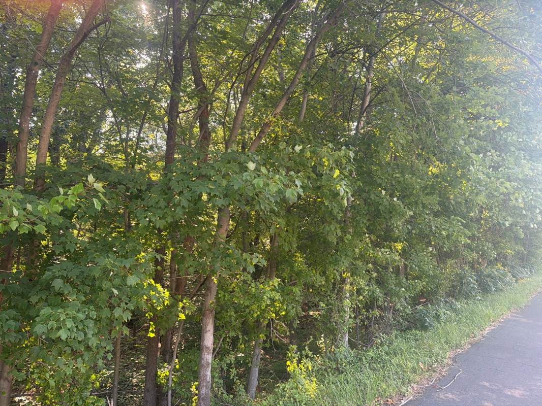walking near me in Fair Woods Park in summer