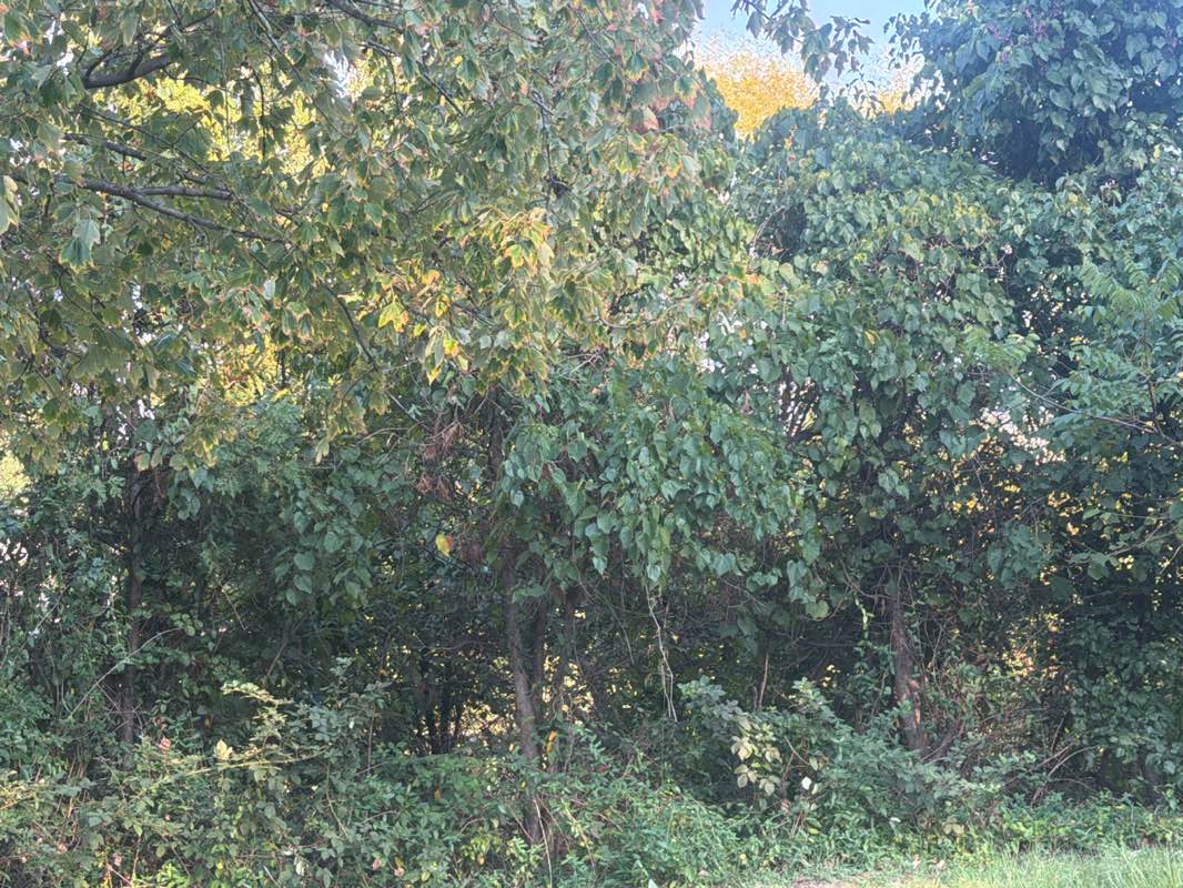 walking near me in D&L Lunchtime Park in autumn