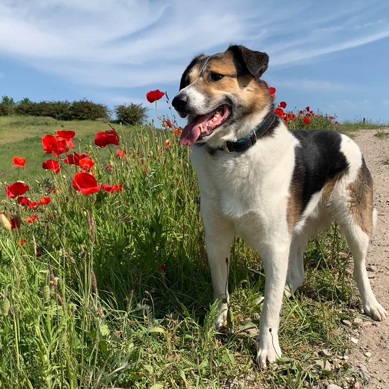 Marja 🌳🚶🏻‍♀️🐕😃 profile