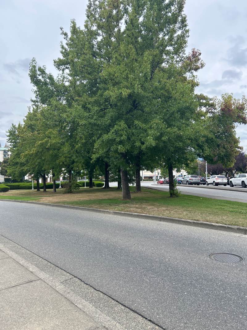 walking near me in Arbour Park in summer