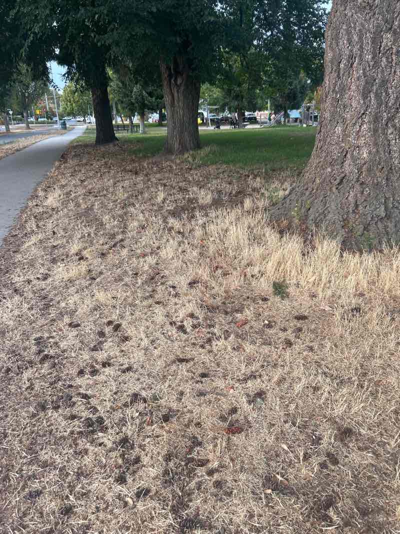 walking near me in Allenby Park in autumn