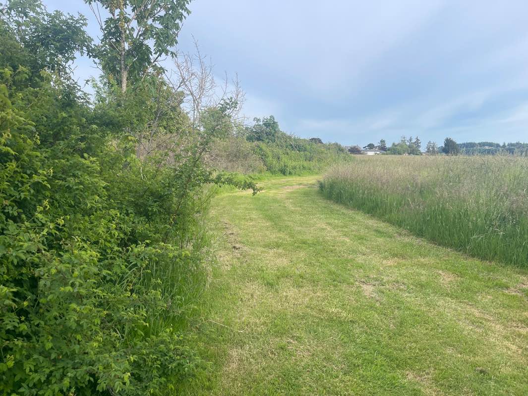 walking near me in Freund Marsh in summer