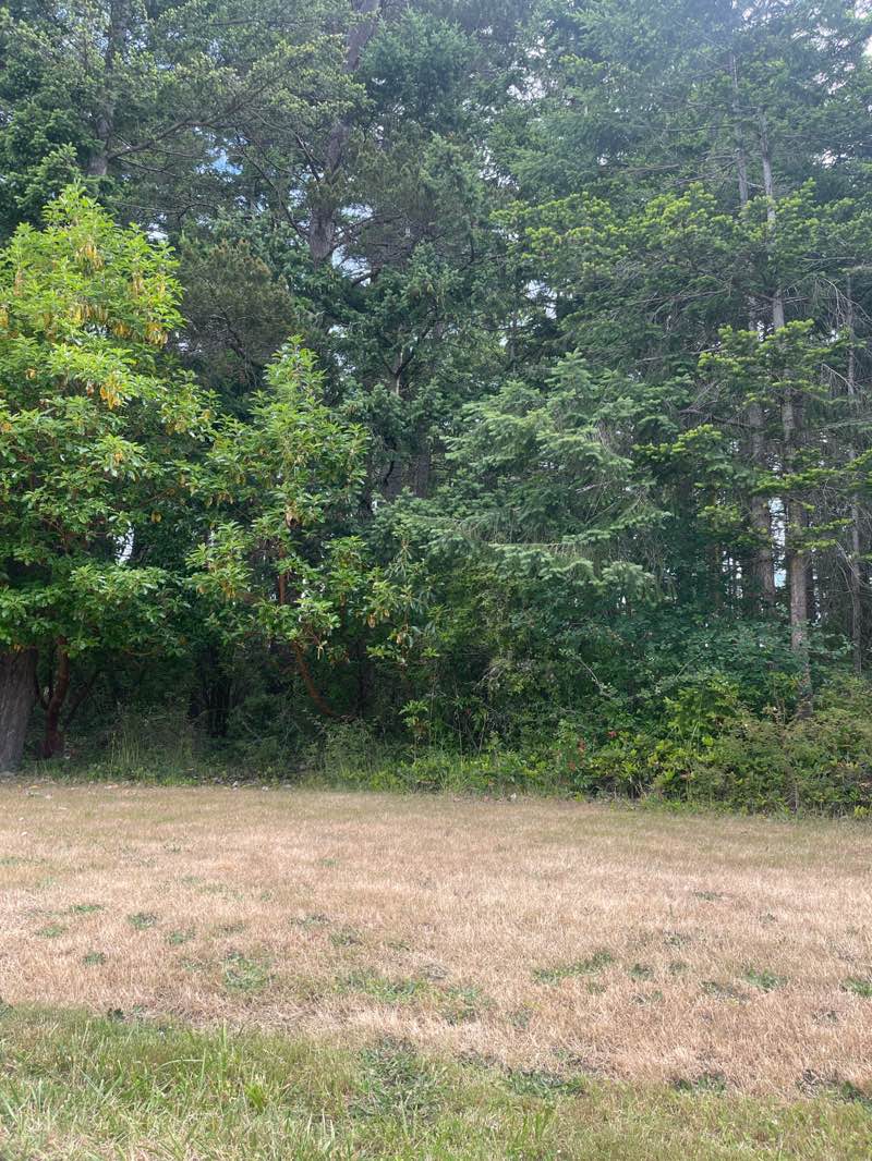 walking near me in Ridgewood Park in summer