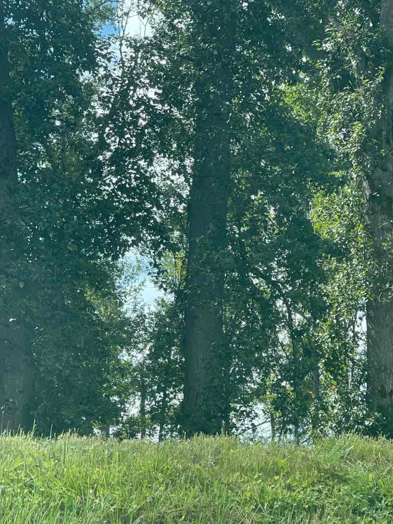 walking near me in North Lions Park in summer