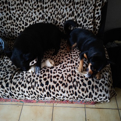 Je n'abandonne pas aujourd'hui Pierre post image