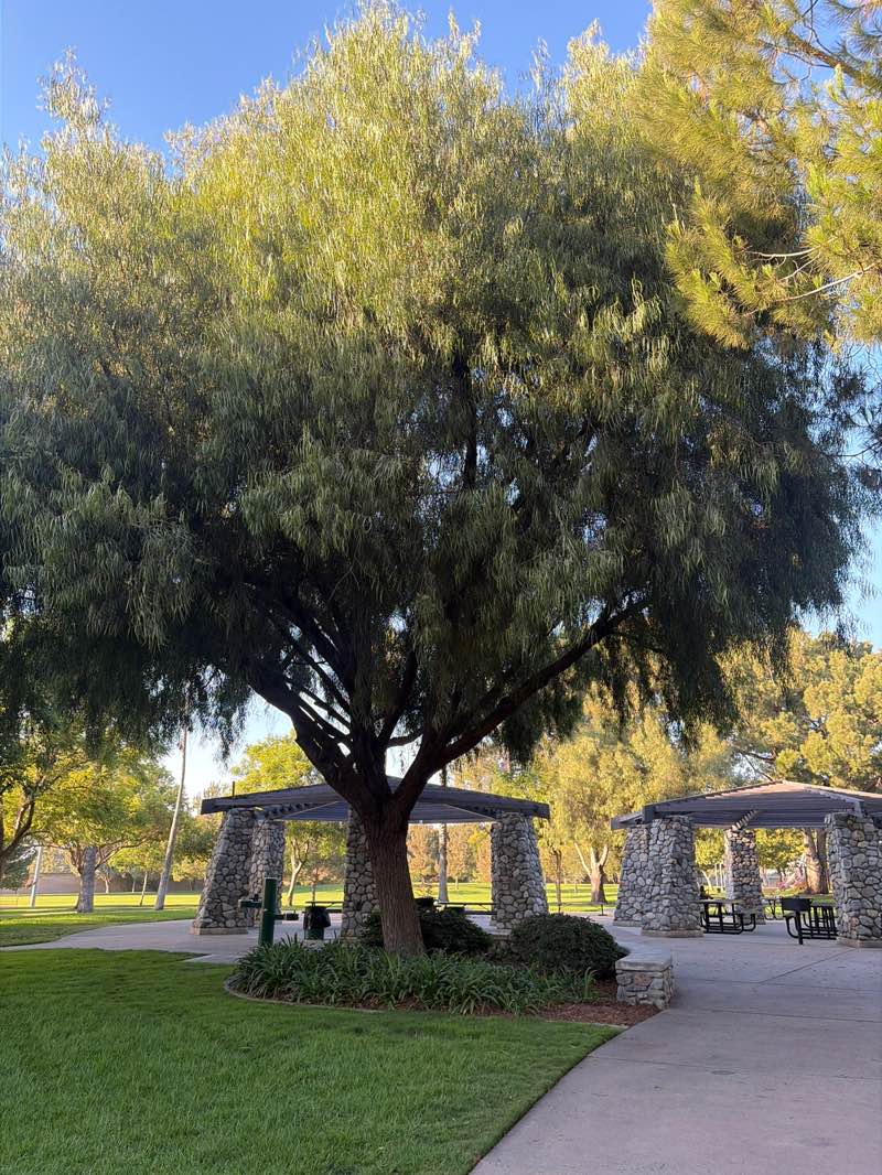 walking near me in Peralta Canyon Park in summer