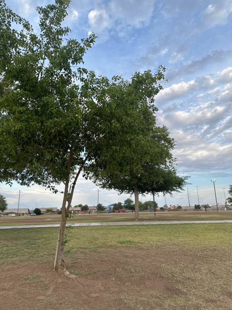 walking near me in Adrian C. Cordova Park in summer