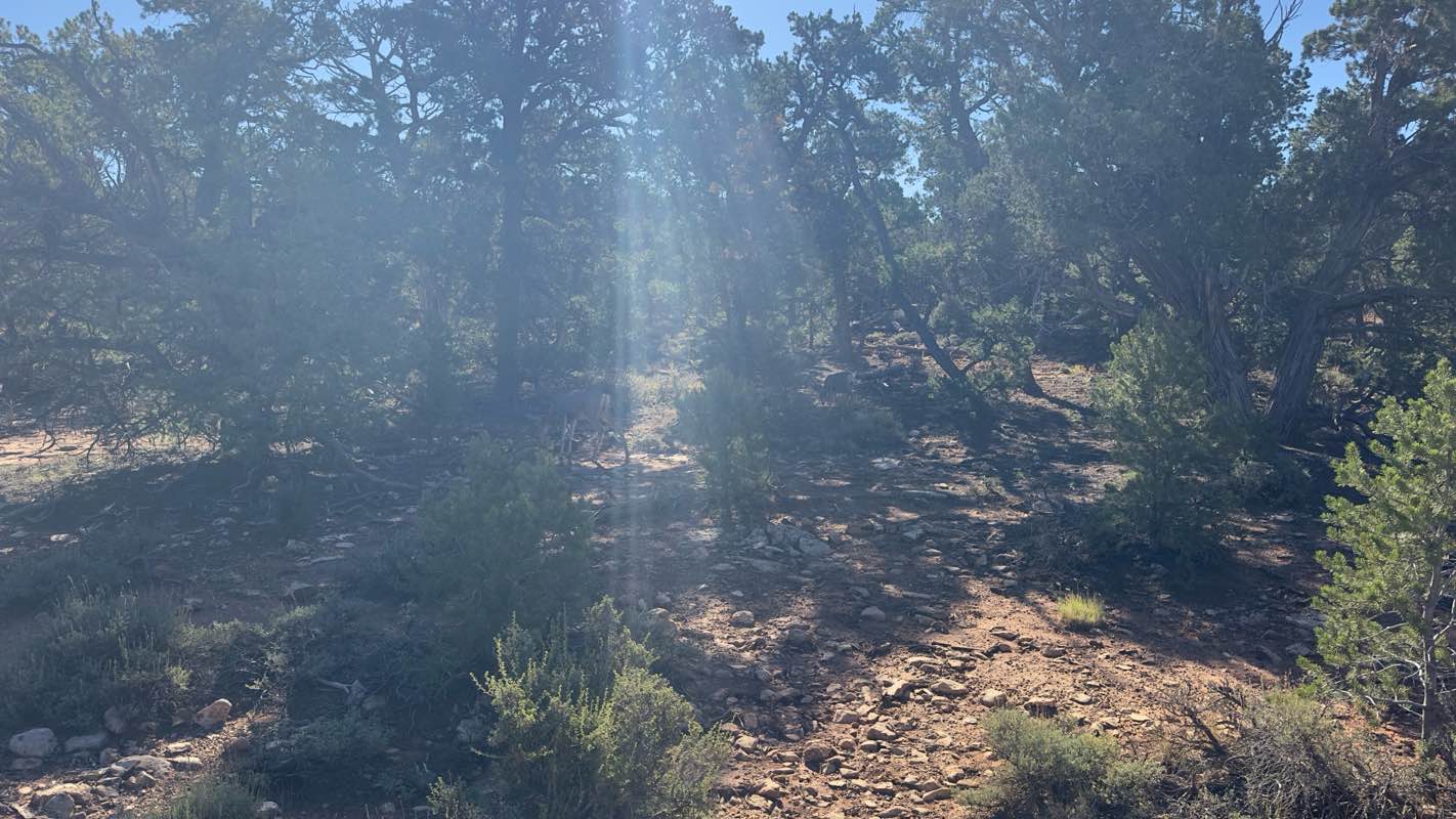 walking near me in Grand Canyon National Park in winter